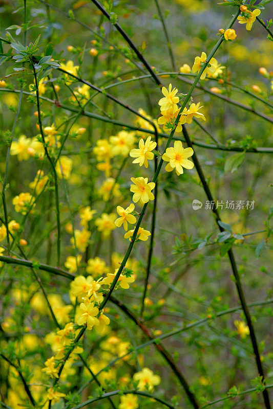 迎春花/迎春花/茉莉